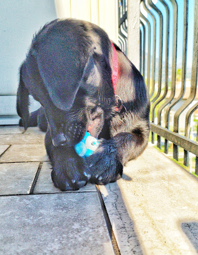 Pensioni per cani e dog hotel a Centro Polidiagnostico Veterinario