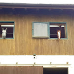 Photo n°2 de l'avis de Simona.i fait le 16/09/2018 à 19:36 sur le  Hofgut Albführen à Dettighofen