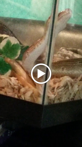 Pet Store «Critter Castle», reviews and photos, 1461 Boiling Springs Rd, Spartanburg, SC 29303, USA