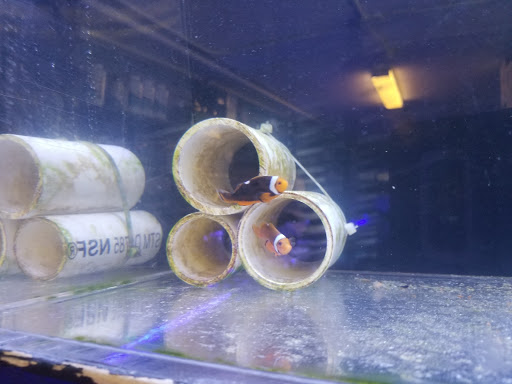 Pet Store «Aqua Pros», reviews and photos, 500 & 510 Pennsylvania Ave, Glen Ellyn, IL 60137, USA