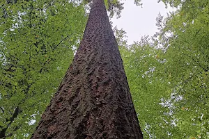 Tallest tree in Germany image