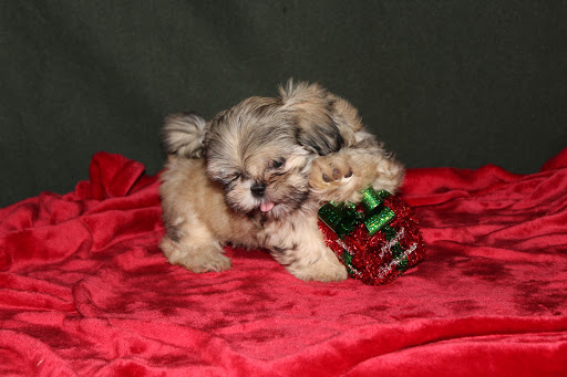 Pet Supply Store «PetSmart», reviews and photos, 1700 Norman Dr #200, Valdosta, GA 31601, USA