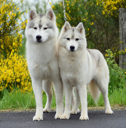 The Land of Wolves - Elevage Husky et Pension canine