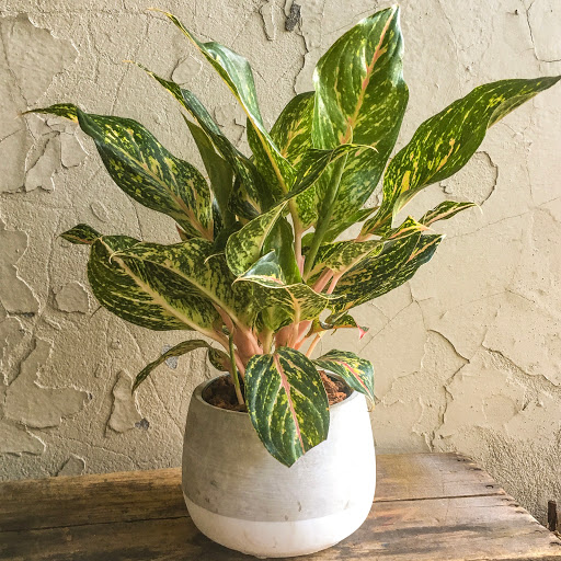 Wholesale Florist «Urban Jungle», reviews and photos, 2603 Sherman Ave NW, Washington, DC 20001, USA