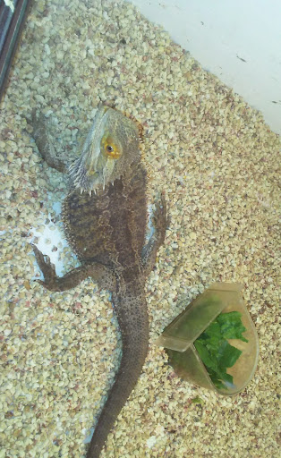 Pet Store «La Selva Pet Shop», reviews and photos, 3721 Tweedy Blvd, South Gate, CA 90280, USA