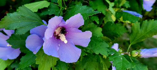 Park «Gabe Nesbitt Community Park», reviews and photos, 7001 Eldorado Pkwy, McKinney, TX 75070, USA