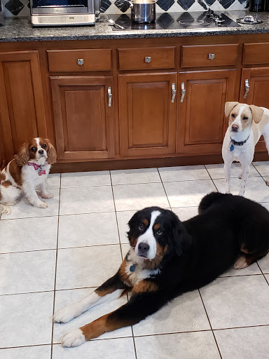 Pet Supply Store «PetSmart», reviews and photos, 367 Mt Hope Ave, Rockaway, NJ 07866, USA