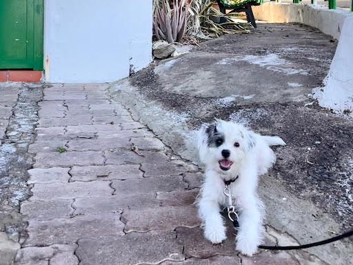 Clínica Veterinaria Pet Lovers Los Gigantes en Puerto de Santiago