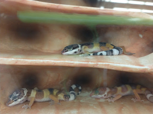 Pet Supply Store «Petco Animal Supplies», reviews and photos, 3372 Cobb Pkwy NW #300, Acworth, GA 30101, USA