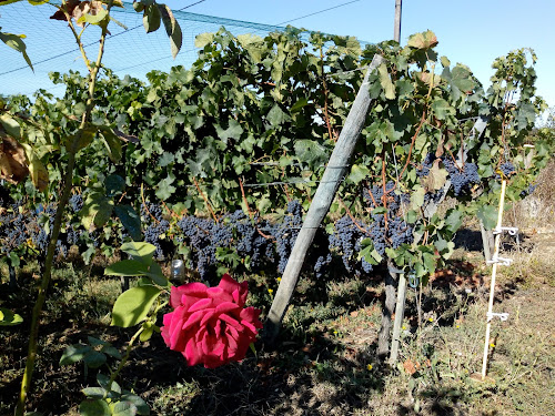 Clos Bastide à Payroux