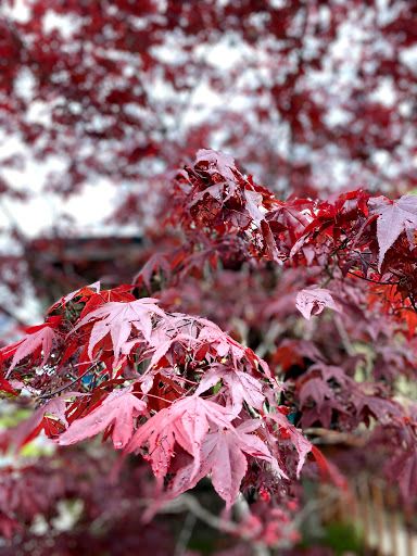 Campground «Hard Rain Cafe», reviews and photos, 5763 Upper Hoh Rd, Forks, WA 98331, USA