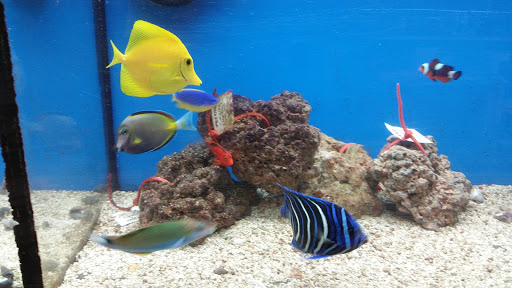 Pet Supply Store «Petco Animal Supplies», reviews and photos, 1350 S Ironton St #120, Aurora, CO 80012, USA