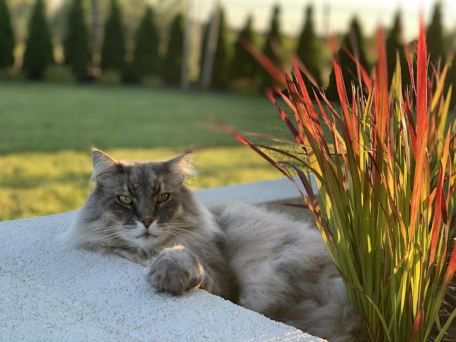 Klinika Psa i Kota dr. Niedzielskiego