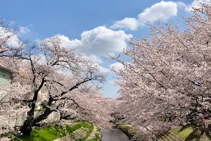 Motoara River Cherry Blossom Avenue image