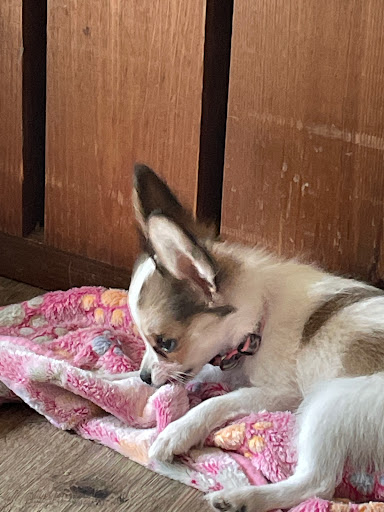 Pet Store «The Pet Zone», reviews and photos, 2001 South Rd, Poughkeepsie, NY 12601, USA