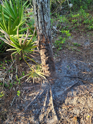 Nature Preserve «Duette Preserve», reviews and photos, 2649 Rawls Rd, Parrish, FL 34219, USA