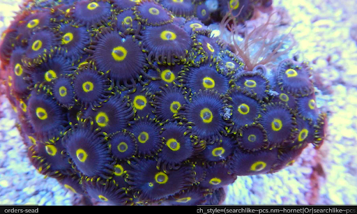 Pet Supply Store «Alsm Inc», reviews and photos, 740 Haywood Rd, Asheville, NC 28806, USA