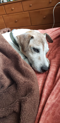 Pet Supply Store «Pet Supplies Plus», reviews and photos, 1235 Western Ave #6, Albany, NY 12203, USA