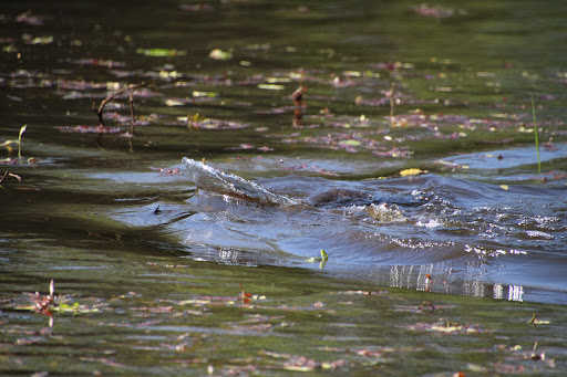 Nature Preserve «Smith and Bybee Wetlands Natural Area», reviews and photos, 5300 N Marine Dr, Portland, OR 97203, USA