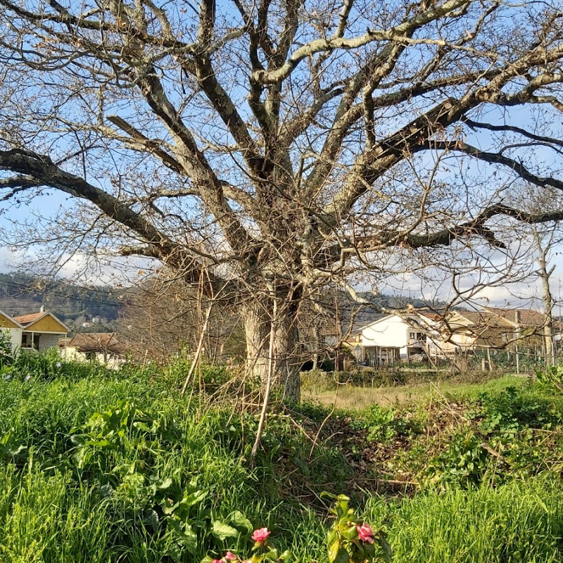 3 image