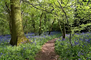 Bluebell Woods image