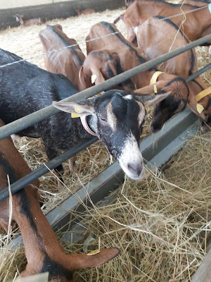 La Chèvre'rit d'Amandine à Garchy