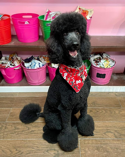 Pet Groomer «Woof Gang Bakery & Grooming Bridgewater», reviews and photos, 732 US-202 #130, Bridgewater, NJ 08807, USA