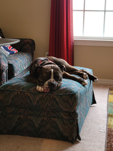 Pet Supply Store «Fetch Pet Supplies & Gifts», reviews and photos, 1332 E Republic Rd, Springfield, MO 65804, USA