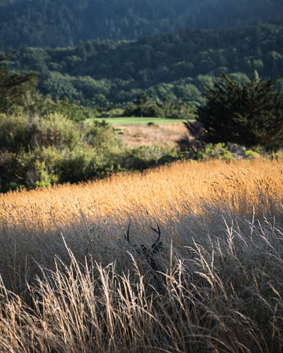 Golf Course «Crystal Springs Golf Course», reviews and photos, 6650 Golf Course Dr, Burlingame, CA 94010, USA