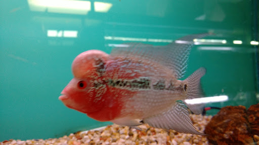 Shopping Mall «Chester Shopping Mall», reviews and photos, 23 W Main St, Chester, NJ 07930, USA