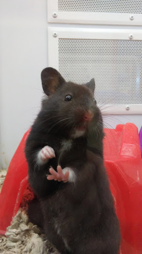 Pet Supply Store «Petco Animal Supplies», reviews and photos, 1207 S Caraway Rd, Jonesboro, AR 72401, USA