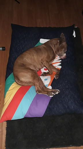 Pet Supply Store «PetSmart», reviews and photos, 4975 Cal Sag Rd, Crestwood, IL 60445, USA