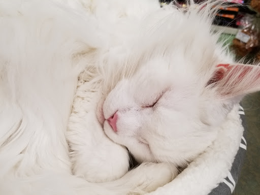 Pet Supply Store «Animal Krackers Inc», reviews and photos, 232 Main St, Gloucester, MA 01930, USA