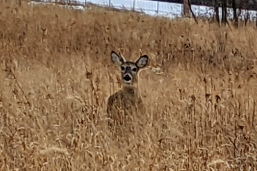 Bird Watching Area «Jelke Creek Bird Sanctuary», reviews and photos, Boncosky Rd, Dundee Township, IL 60118, USA