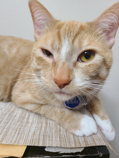 North of 55 Veterinary Services image
