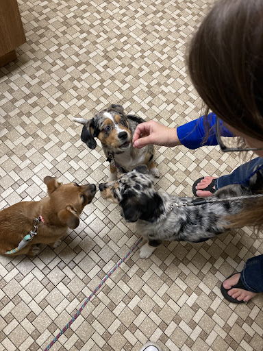 Town & Country Veterinary Clinic image