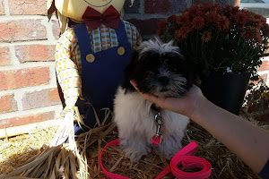 Tiny Town Animal Clinic: Burchett James T DVM