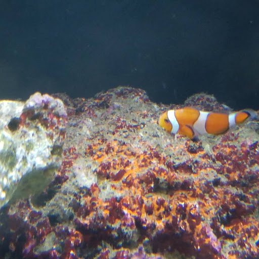 Pet Store «Creative Aquariums of Tampa», reviews and photos, 150 S Dale