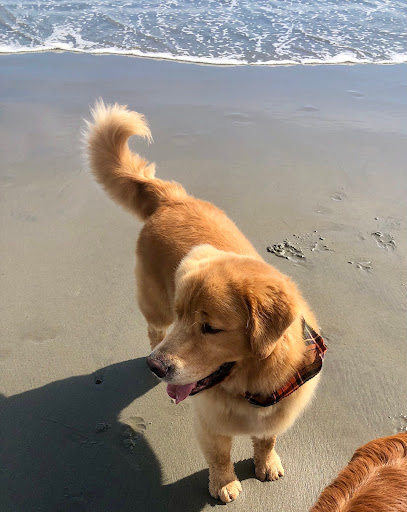 Pet Supply Store «Pet Supply Outlet», reviews and photos, 150 Spaulding Tpke, Portsmouth, NH 03801, USA