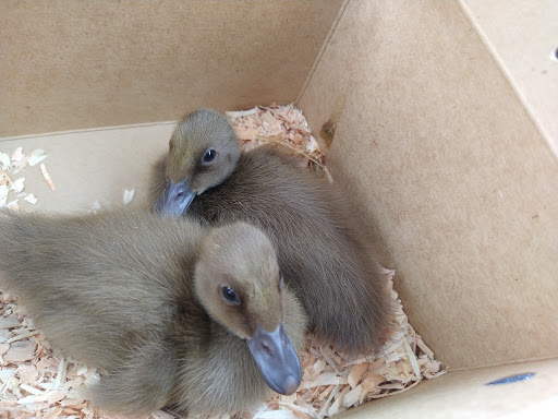 Pet Store «Co-Op Supply», reviews and photos, 2901 State St, Everett, WA 98201, USA