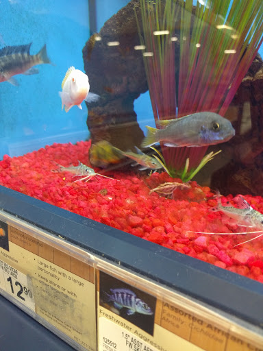 Pet Supply Store «Petco Animal Supplies», reviews and photos, 3680 Spencer Hwy, Pasadena, TX 77504, USA