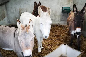 Donegal Donkey Sanctuary image