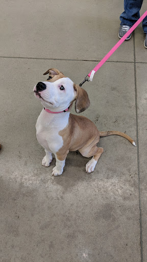 Pet Supply Store «Petco Animal Supplies», reviews and photos, 660 Chestnut Commons Dr, Elyria, OH 44035, USA