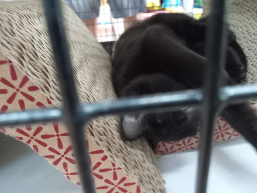 Pet Supply Store «Pet Supermarket», reviews and photos, 1040 Palm Coast Pkwy NW, Palm Coast, FL 32137, USA