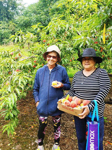 Orchard «George Hill Orchards», reviews and photos, 582 George Hill Rd, South Lancaster, MA 01561, USA