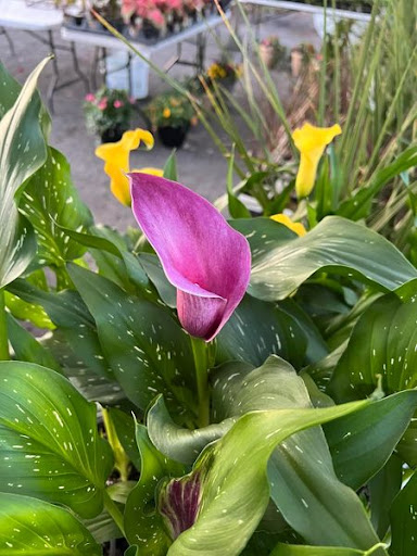 Florist «TG Designs», reviews and photos, 19231 Longmeadow Rd, Hagerstown, MD 21742, USA