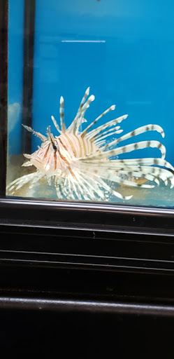 Pet Store «Parrots Of The World Aquarium and Pet Center», reviews and photos, 316 Sunrise Hwy #1, Rockville Centre, NY 11570, USA