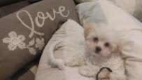 Petco - Photo 4 - Car repair in Hingham, MA, Boston
