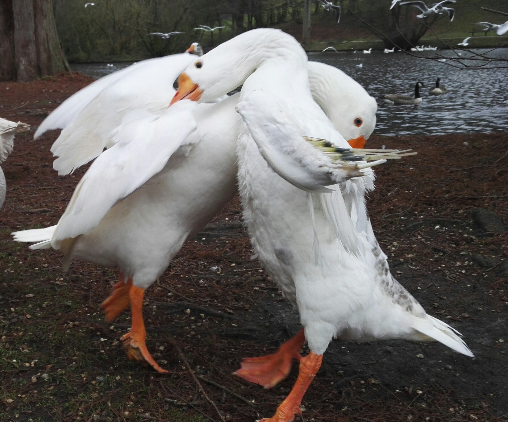 Photo n° 4 de l'avis de Ours.a fait le 31/01/2018 à 06:29