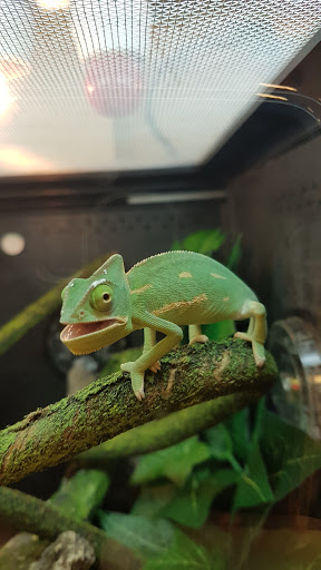 Pet Supply Store «PetSmart», reviews and photos, 2500 Posner Blvd, Davenport, FL 33837, USA